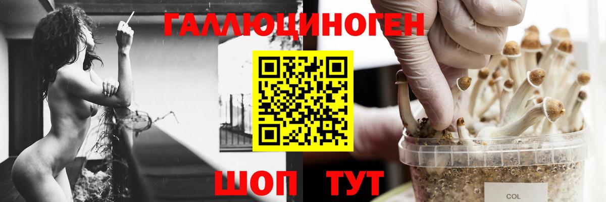 Галлюциногенные грибы MAGIC MUSHROOMS  Псилоцибиновые грибы Psilocybe  Новосибирск  Вход с VPN 